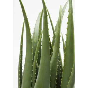 New KARE Design Deco Plant Aloe 69cm