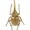 Hot KARE Design Wall Object Herkules Beetle Gold